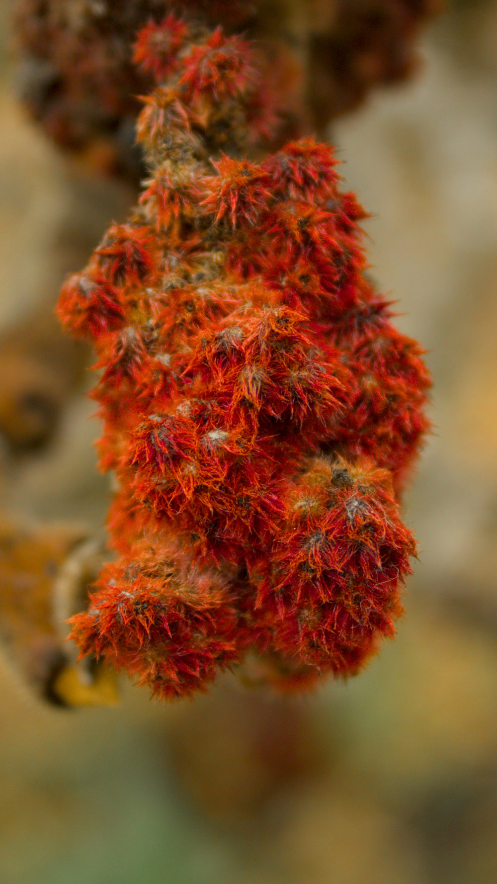 Ingredients Background