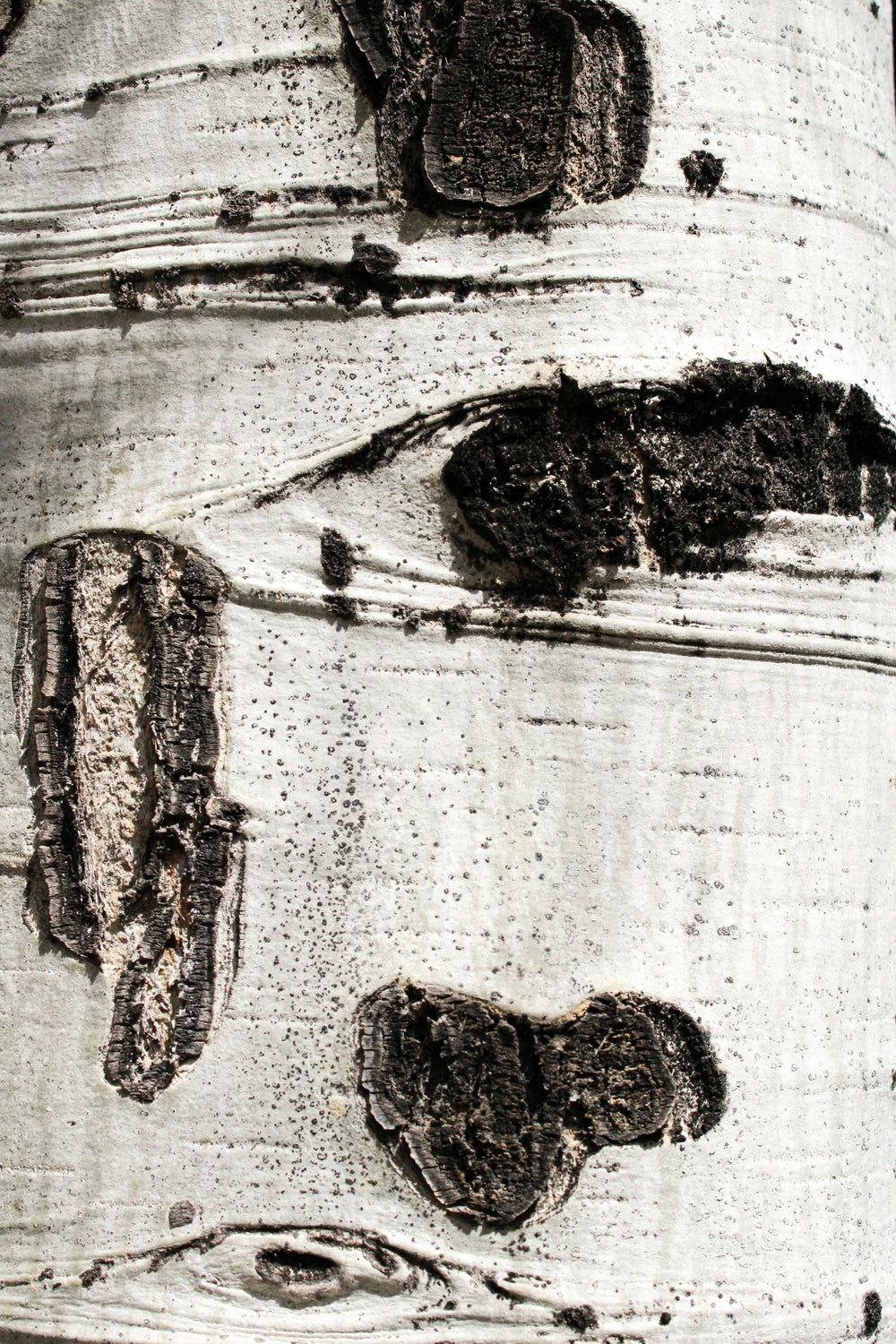 Ingredients Background