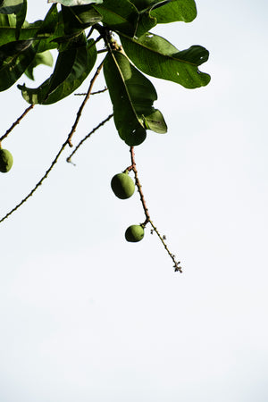 Ingredient