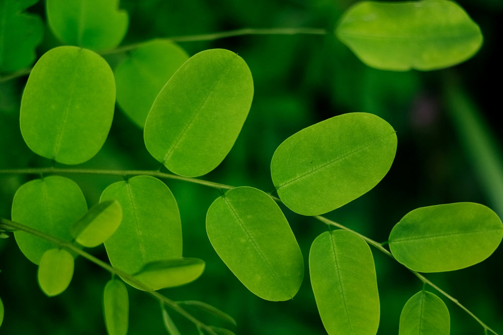 Ingredients Background