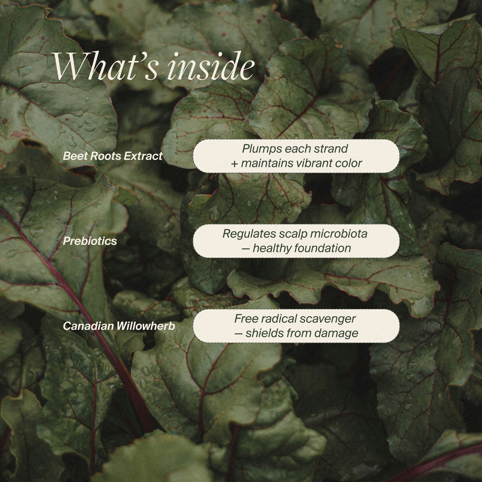 Strengthening Shampoo