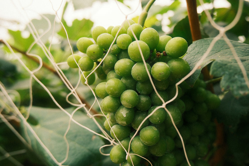 Ingredients Background