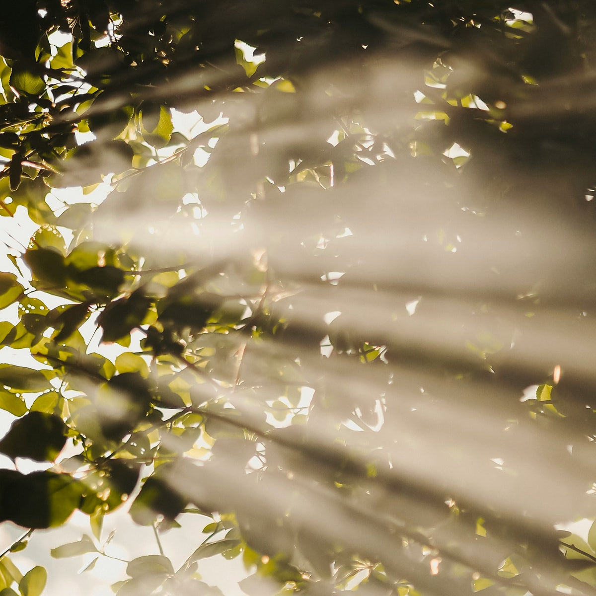 Sunlight captured in a scent.