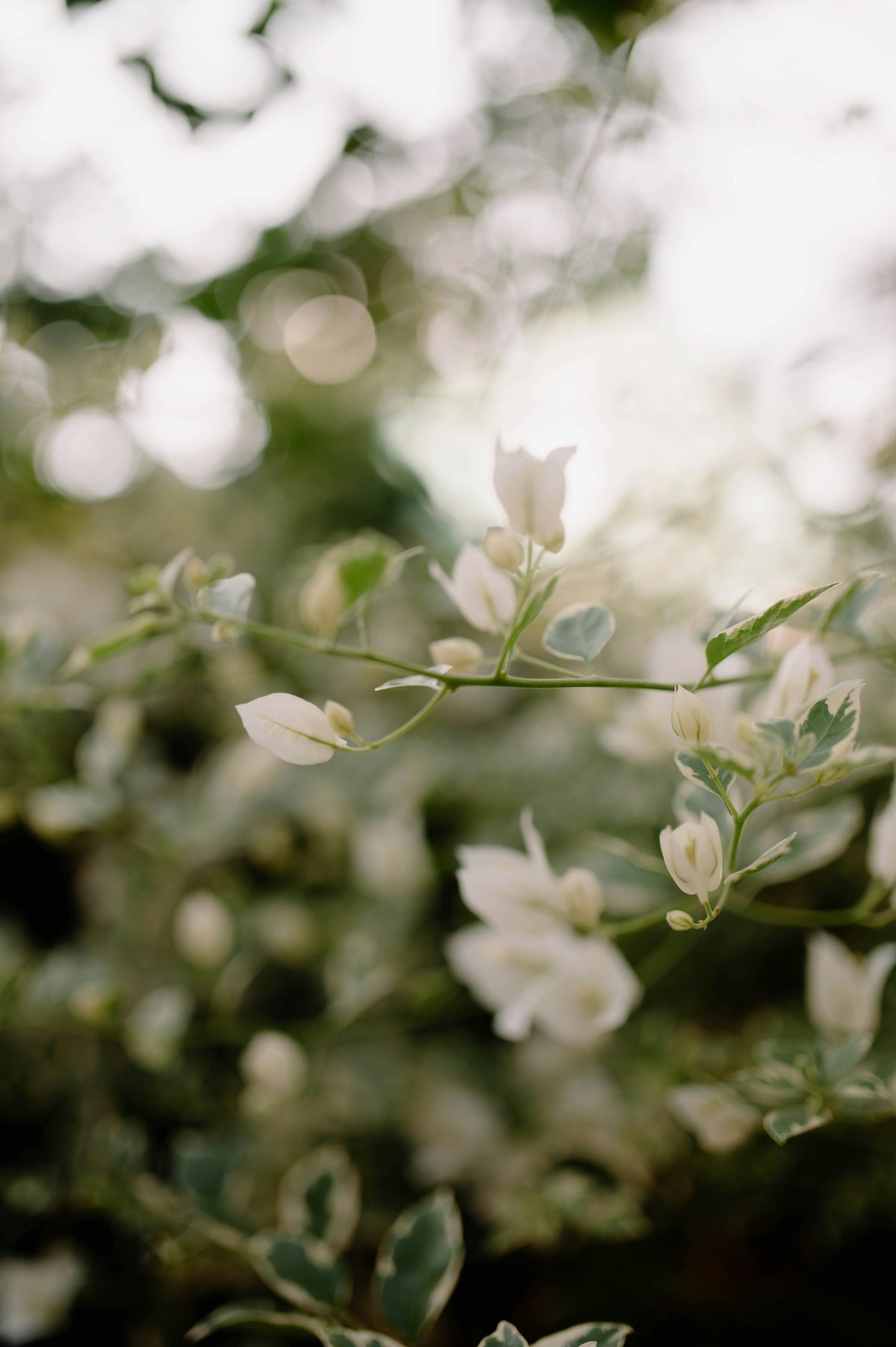 A floral lullaby for locks.