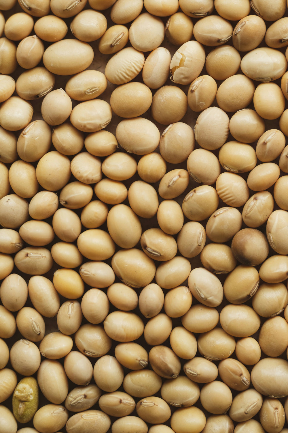 Ingredients Background