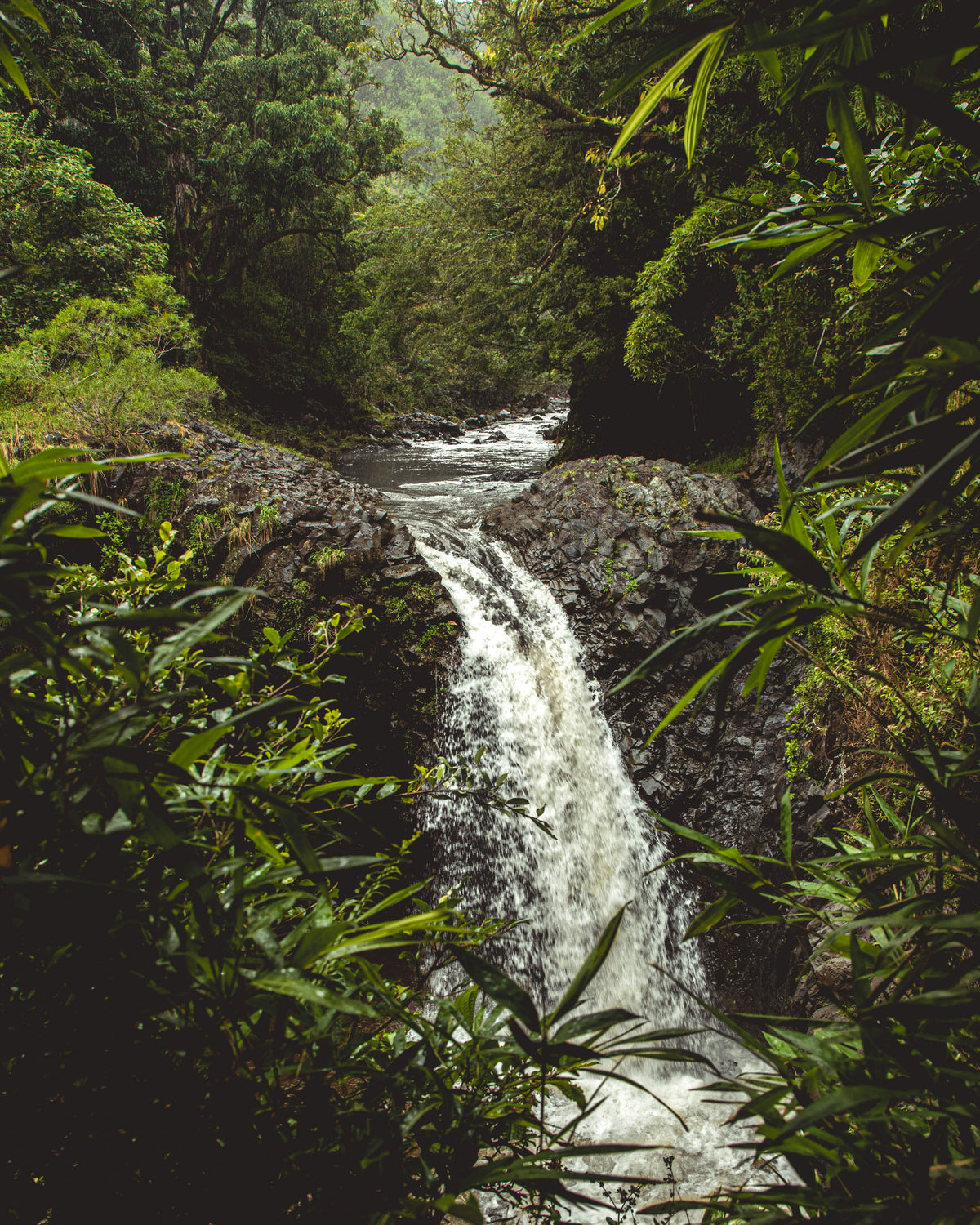 A refreshing botanical oasis.